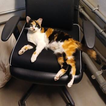 Nelly -  Domestic Short Hair Cat for Adoption in Fairfax Station, Virginia - Nelly | PetCurious