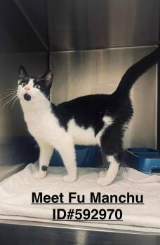 Rescue Domestic Short Hair Cats for Adoption in Ashland, Virginia - Fu- Manchu | PetCurious