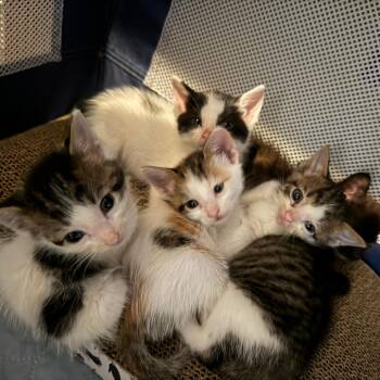 Coral -  Domestic Short Hair Cat Available for Adoption in Jupiter, Florida - Coral | PetCurious