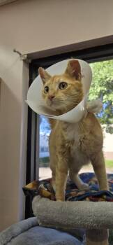 Rescue Domestic Short Hair Cats for Adoption in Sunrise, Florida - Lestat | PetCurious