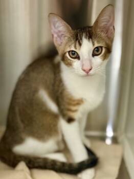 Rescue Domestic Short Hair and Abyssinian Cats for Adoption in Fort Lauderdale, Florida - Beanie Baby | PetCurious