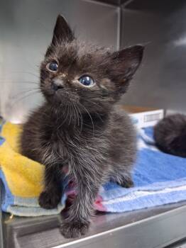 Rescue Domestic Short Hair Cats for Adoption in Fort Walton Beach, Florida - YOLO | PetCurious