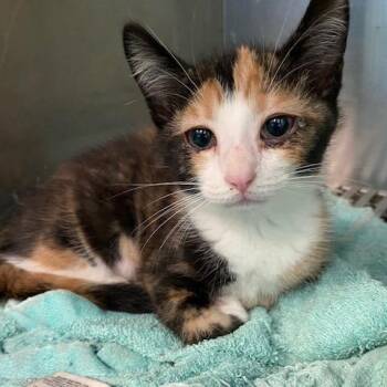 Delicata -  Domestic Short Hair Cat for Adoption in Dayton, Ohio - Delicata | PetCurious
