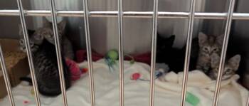 Rescue Domestic Short Hair Cats for Adoption in Cape Coral, Florida - Eagle | PetCurious