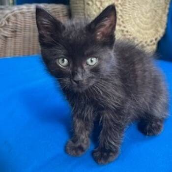 Rescue Domestic Short Hair Cats for Adoption in Granville, Ohio - Shadow | PetCurious