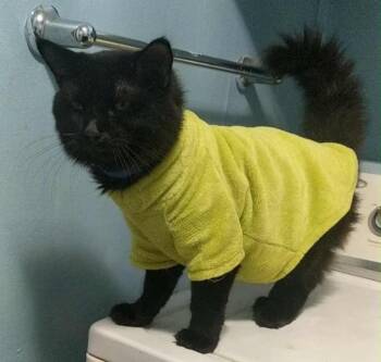 Rescue Domestic Medium Hair Cats for Adoption in Darien, Georgia - Lucky | PetCurious