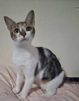 Domestic Short Hair Cats Available for Adoption - Cici | PetCurious