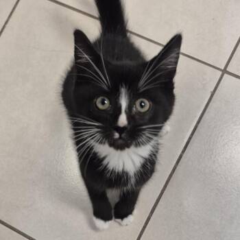 Roy -  Domestic Short Hair Cat for Adoption in Newark, New Jersey - Roy | PetCurious