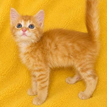 Ronny -  Domestic Medium Hair Cat for Adoption in Tucson, Arizona - Ronny | PetCurious