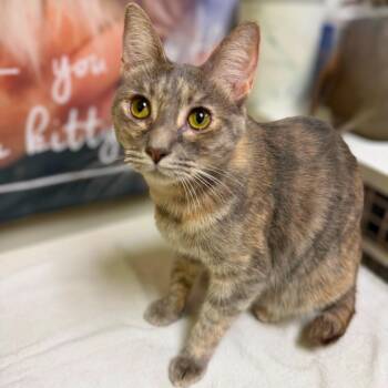 Sasha- sweet lap girl loves kids -  Domestic Short Hair and Russian Blue Cat for Adoption in Austin, Texas - Sasha- Sweet Lap Girl Loves Kids | PetCurious