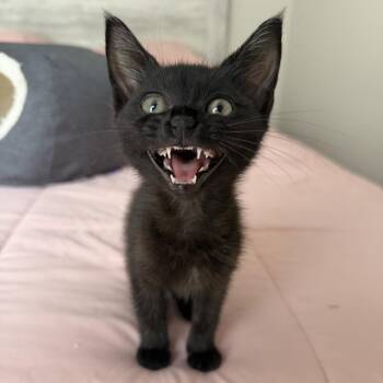 Thunder -  Domestic Short Hair Cat for Adoption in NEW PT RICHEY, Florida - Thunder | PetCurious