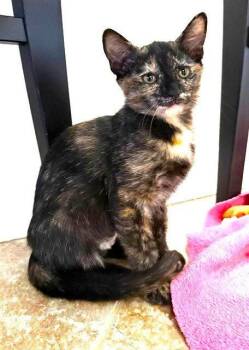 Kitten Vanity -  Domestic Short Hair and Tortoiseshell Cat for Adoption in Seal Beach, California - Kitten Vanity | PetCurious