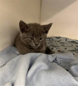 Rescue Domestic Short Hair Cats for Adoption in Long Beach, California - ANNABELLE | PetCurious