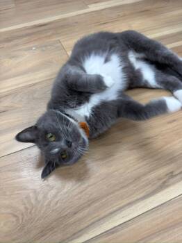 Rescue Domestic Short Hair Cats for Adoption in Momence, Illinois - Mabel | PetCurious