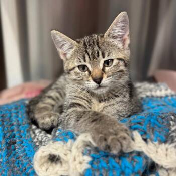 Domestic Short Hair Cats Available for Adoption - Stevie | PetCurious