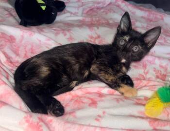 Bindy -  Domestic Short Hair Cat for Adoption in Magnolia, Texas - Bindy | PetCurious