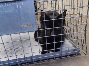 ZOODLES -  Domestic Short Hair Cat for Adoption in Tulsa, Oklahoma - ZOODLES | PetCurious