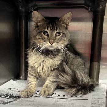 Hei Hei -  Domestic Long Hair Cat for Adoption in Pauls Valley, Oklahoma - Hei Hei | PetCurious