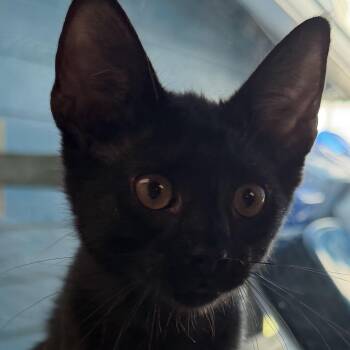 Will -  Domestic Short Hair Cat for Adoption in Fernandina Beach, Florida - Will | PetCurious