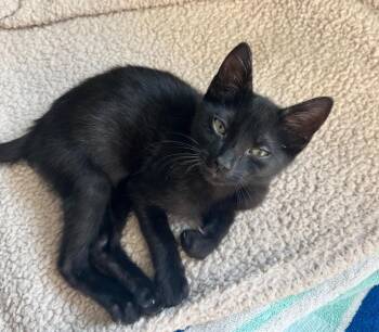 American Shorthair Cats Available for Adoption - Grumpy | PetCurious