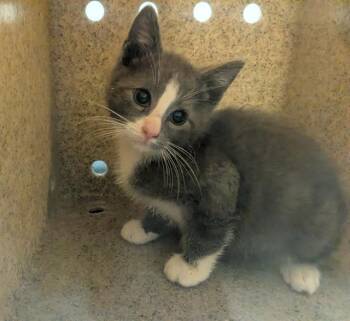 OLDENGLISH -  Domestic Short Hair Cat for Adoption in Kent, Washington - OLDENGLISH | PetCurious