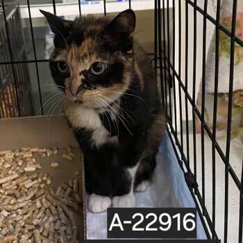 Bella Donna -  Domestic Short Hair Cat for Adoption in Westminster, California - Bella Donna | PetCurious