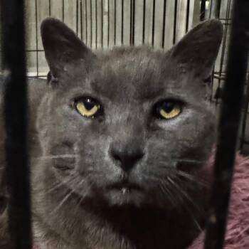 Russian Blue and Domestic Short Hair Cats Available for Adoption in Merrifield, Virginia - Henry McCracken | PetCurious