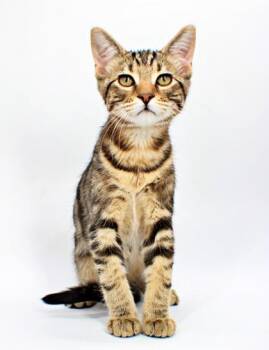 Peta -  Domestic Short Hair Cat for Adoption in Morton Grove, Illinois - Peta | PetCurious