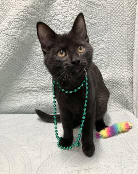 Atlas -  Domestic Short Hair Cat for Adoption in Dublin, Ohio - Atlas | PetCurious