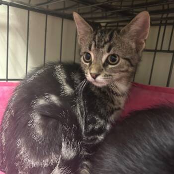 Ryder -  Domestic Short Hair Cat for Adoption in Cape May, New Jersey - Ryder | PetCurious