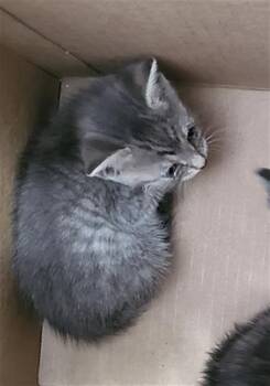 ALONDRA -  Domestic Medium Hair Cat for Adoption in Dallas, Texas - ALONDRA | PetCurious