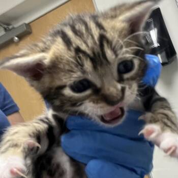 Orbit -  Domestic Short Hair Cat for Adoption in Philadelphia, Pennsylvania - Orbit | PetCurious