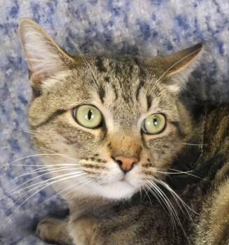 Domestic Short Hair Cats Available for Adoption - SOLDIER | PetCurious