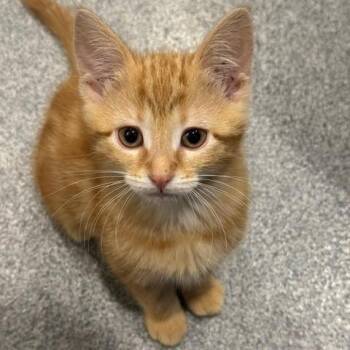Fele C11270 -  Domestic Short Hair Cat for Adoption - Fele C11270 | PetCurious