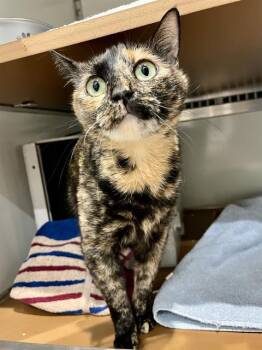 Domestic Short Hair Cats Available for Adoption in San Francisco, California - SASSY | PetCurious
