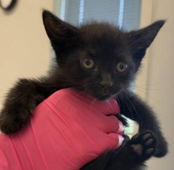 Mavis -  Domestic Short Hair Cat for Adoption in Lafayette, Indiana - Mavis | PetCurious