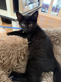 Red Pepper -  Domestic Short Hair Cat for Adoption in Omaha, Nebraska - Red Pepper | PetCurious