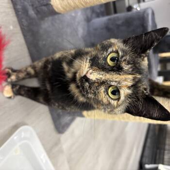 Wendy -  Domestic Short Hair Cat for Adoption in Renton, Washington - Wendy | PetCurious