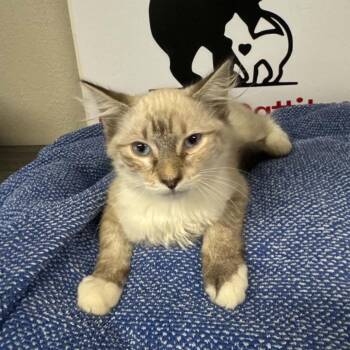 JAMES #3 -  Domestic Long Hair and Snowshoe Cat for Adoption in Willows, California - JAMES #3 | PetCurious