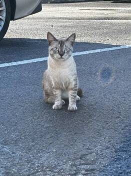 JONAS -  Domestic Short Hair Cat for Adoption in Palmetto, Florida - JONAS | PetCurious