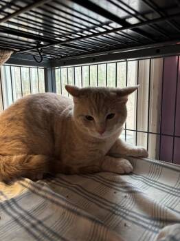 Domestic Short Hair Cats Available for Adoption - Banana Joe | PetCurious