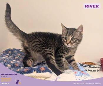 Domestic Short Hair Cats Available for Adoption in Eighty Four, Pennsylvania - River | PetCurious