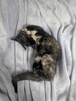 Sweetums -  Domestic Short Hair Cat for Adoption in Westland, Michigan - Sweetums | PetCurious