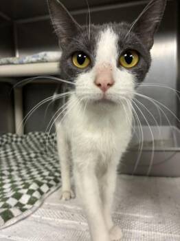Maggie May -  Domestic Short Hair Cat for Adoption in Richmond, Virginia - Maggie May | PetCurious