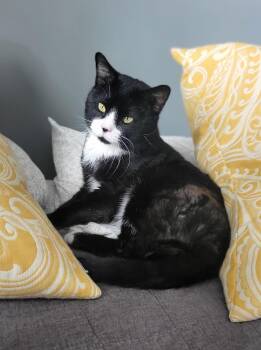 Domestic Short Hair Cats Available for Adoption - Tiny Tim | PetCurious