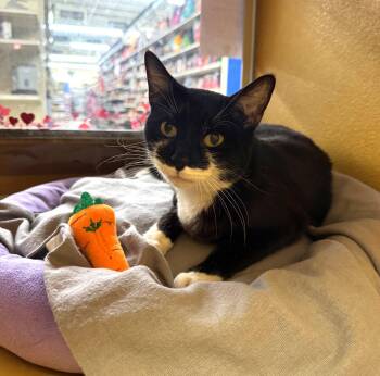 Tuxedo Cats Available for Adoption - Emilea | PetCurious