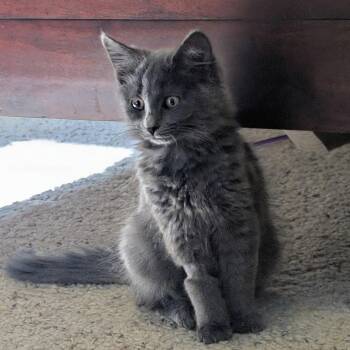 Jessie -  Domestic Long Hair and Domestic Medium Hair Cat for Adoption in Columbus, Ohio - Jessie | PetCurious