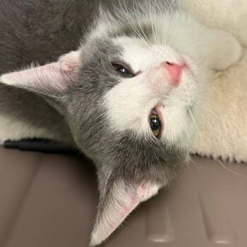 Domestic Short Hair Cats Available for Adoption - Tiny | PetCurious