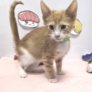 Domestic Short Hair Cats Available for Adoption in Fort Wayne, Indiana - Spicy Tuna Roll | PetCurious