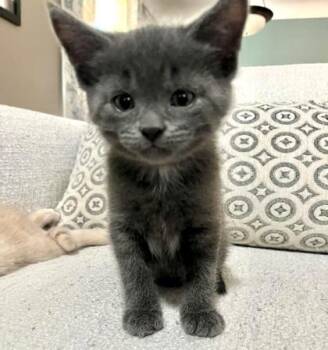 Domestic Short Hair Cats Available for Adoption in Vaughan, Ontario - Greyson | PetCurious